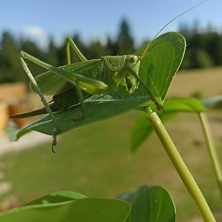 Vila Gosciniec Dziubasowki Nowy Targ Exteriér fotografie