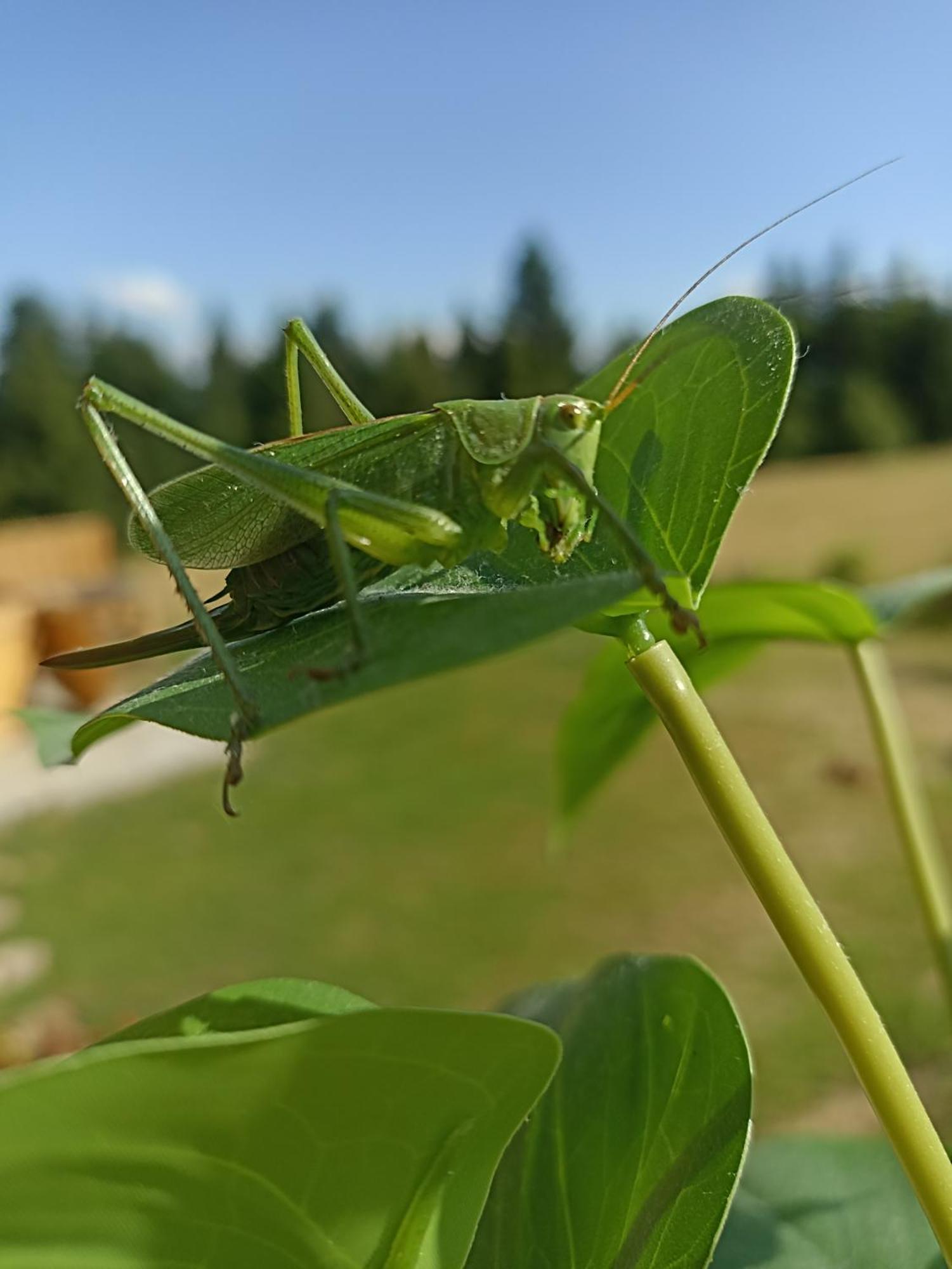 Vila Gosciniec Dziubasowki Nowy Targ Exteriér fotografie